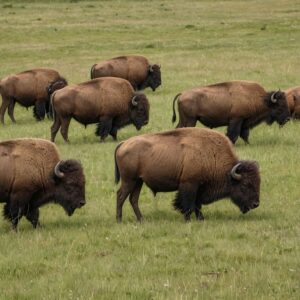 Bison herd in pasture